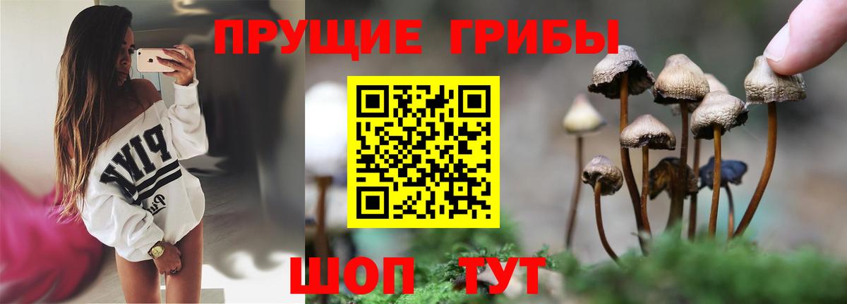 Галлюциногенные грибы прущие грибы  Вход с VPN  Чернушка 
